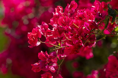 Close-up of pink bougainvillea