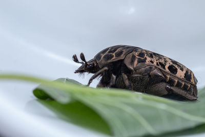 Close-up of a turtle