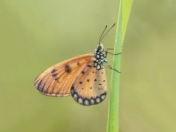 Butterfly on leaf