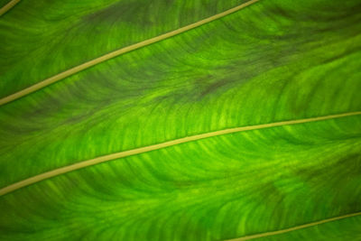 Full frame shot of green leaves