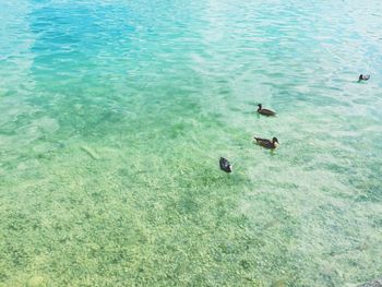 High angle view of swans swimming on lake