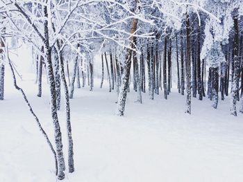 Close-up of frozen bare tree during winter