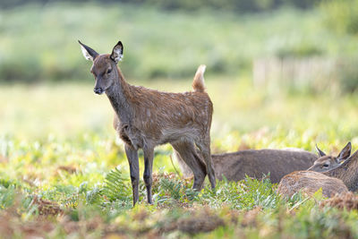 Deer standing on field