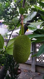 Close-up of fruits hanging on tree