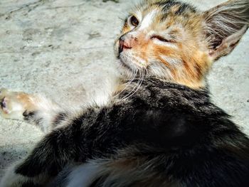 Close-up of a cat looking away