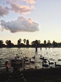 Swans on lake against sky during sunset