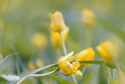 Close-up of yellow flowers blooming outdoors