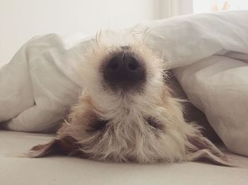 Close-up portrait of dog at home