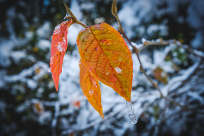 Close-up of wet orange leaf during winter