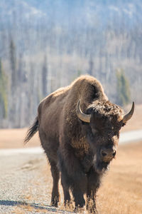 American bison staring contest