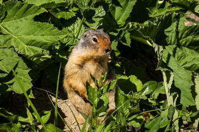 Close-up of a squirrel