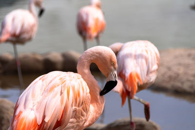 Close-up of birds in lake