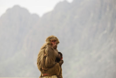 Monkey on mountain against sky