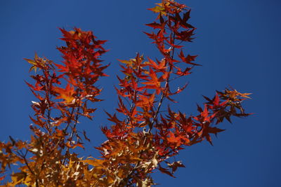 Low angle view of maple tree against clear blue sky