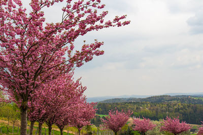 Pink cherry blossoms against sky