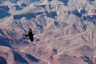 Bird flying over the grand canyon.