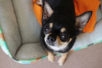 Close-up portrait of dog