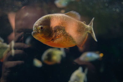 Close-up of fish swimming in aquarium