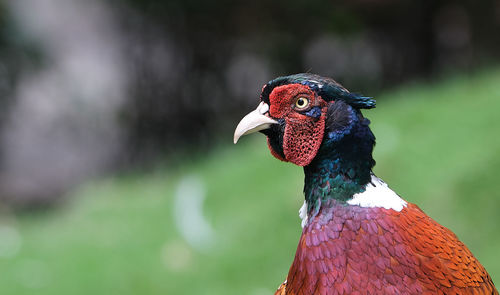 Close-up of a bird looking away