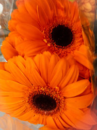 Close-up of orange gerbera daisy