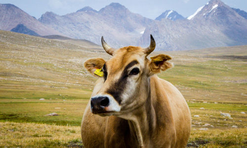 Horse in a field