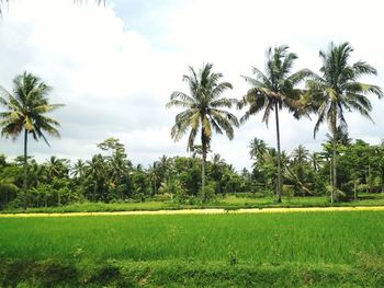 Scenic view of palm trees on field against sky