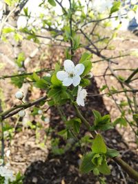 Close-up of white flowering plant