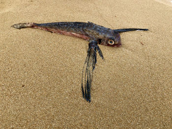 Close-up of dead fish on sand