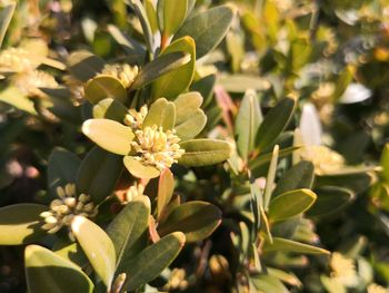 Close-up of flowering plant