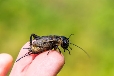 Close-up of insect on hand