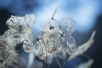 Close-up of frozen plant