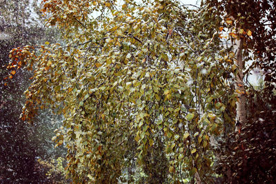 Full frame shot of trees