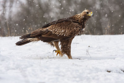 Golden eagle, aquila chrysaetos, perched in the snow on a forest floor under a snowfall