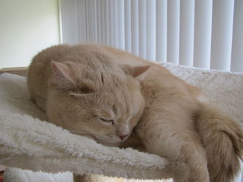 Close-up of cat relaxing on floor