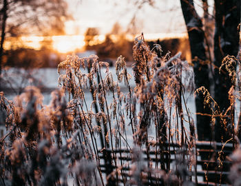 Close-up of frozen plants on field during winter