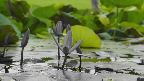 Close-up of water lily leaves in lake