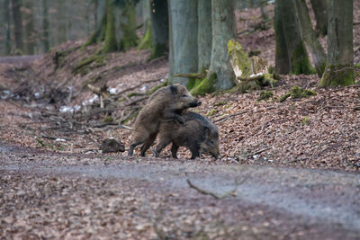 Wild boars mating in forest