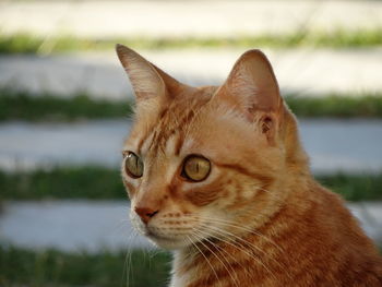 Close-up portrait of cat