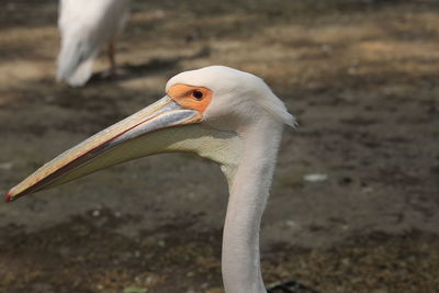 Close-up of pelican profile