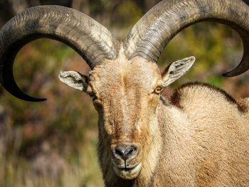 Close-up portrait of deer