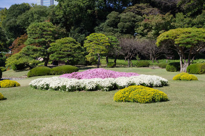 View of flower trees in garden