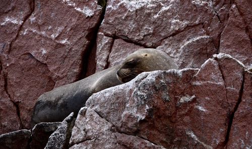 Low angle view of seal resting on rocky surface