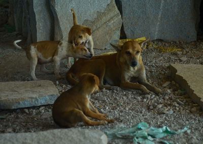 Portrait of dogs relaxing on rock