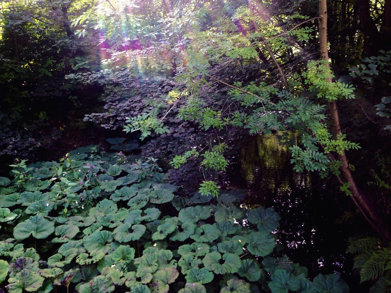 water, tree, growth, tranquility, forest, nature, beauty in nature, tranquil scene, plant, reflection, leaf, pond, scenics, green color, sunlight, outdoors, day, no people, lake, stream