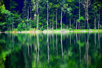 Scenic view of lake in forest