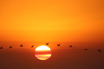 Silhouette birds flying against dramatic sky