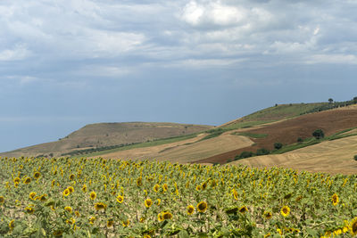 Scenic view of sunflower field against cloudy sky