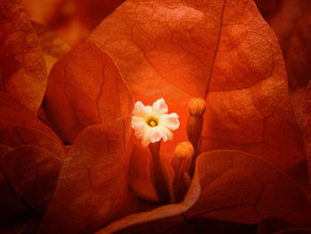 Close-up of orange flowering plant