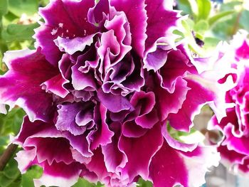 Close-up of pink flowers