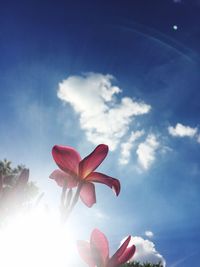 Close-up of flowers against sky